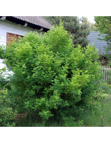 Karagana syberyjska Caragana arborescens