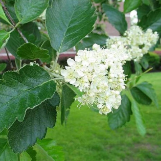 Brouwers Sorbus intermedia Jarząb szwedzki