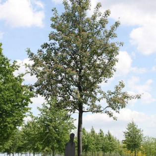 Brouwers Sorbus intermedia Jarząb szwedzki 2