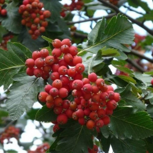Jarząb szwedzki Sorbus intermedia