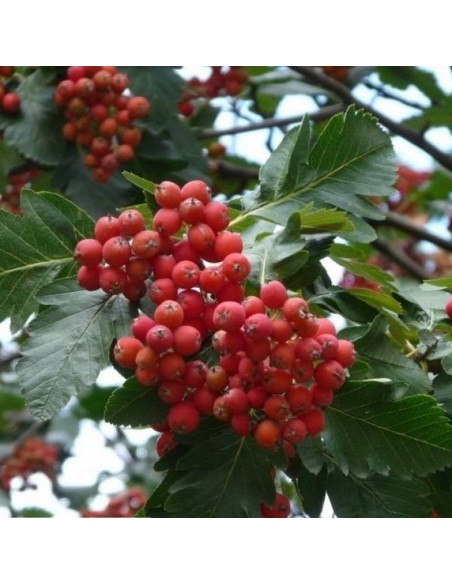 Jarząb szwedzki Sorbus intermedia