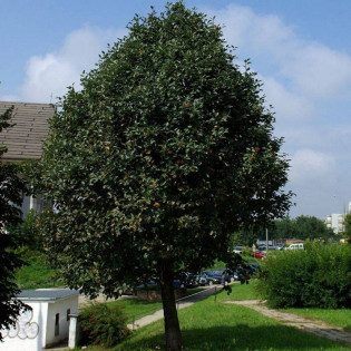 Jarząb szwedzki Sorbus intermedia 2