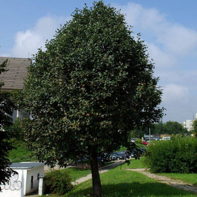 Sorbus intermedia Jarząb szwedzki