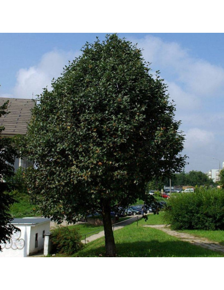 Sorbus intermedia Jarząb szwedzki