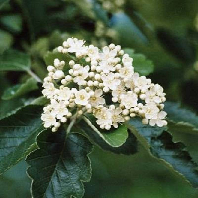 Jarząb szwedzki Sorbus intermedia