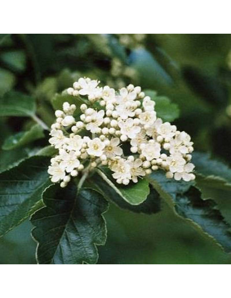 Jarząb szwedzki Sorbus intermedia