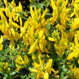 Royal Gold Genista tinctoria Janowiec barwierski