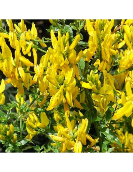 Royal Gold Genista tinctoria Janowiec barwierski