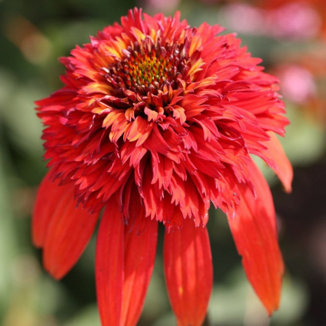 Jeżówka purpurowa Hot Papaya Echinacea purpurea