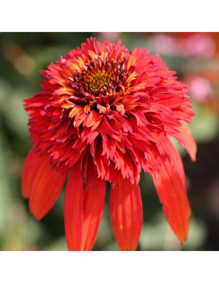 Jeżówka purpurowa Hot Papaya Echinacea purpurea