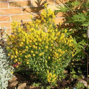 Royal Gold Genista tinctoria Janowiec barwierski 2