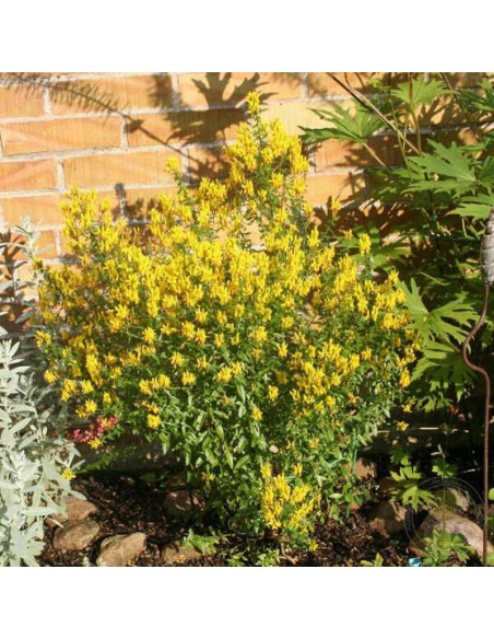 Janowiec barwierski Royal Gold Genista tinctoria