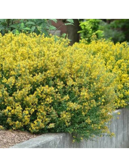 Janowiec barwierski Genista tinctoria Royal Gold