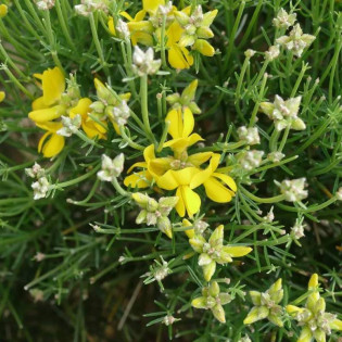 Genista radiata Janowiec promienisty
