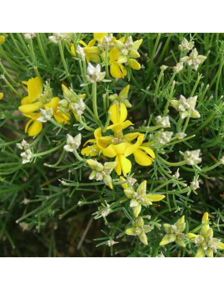 Genista radiata Janowiec promienisty
