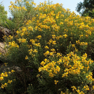 Genista radiata Janowiec promienisty 2