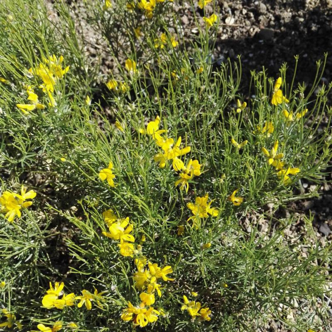 Janowiec promienisty Genista radiata