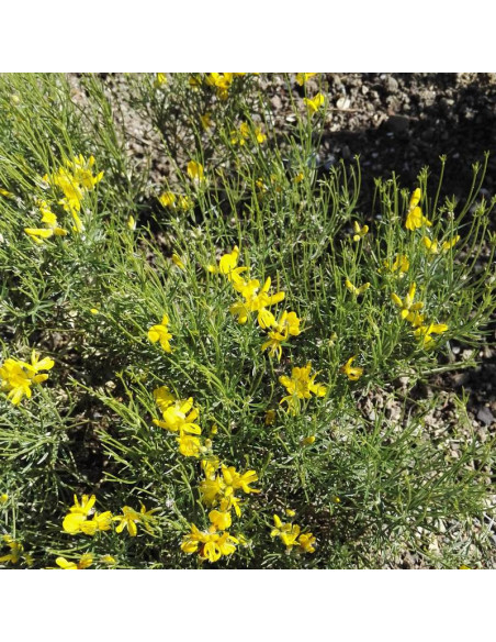 Janowiec promienisty Genista radiata