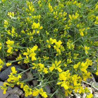 Janowiec lidyjski Genista lydia