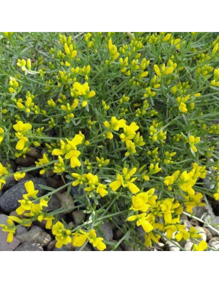 Janowiec lidyjski Genista lydia