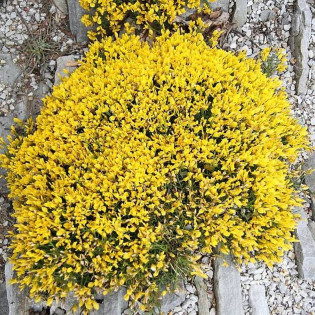 Janowiec lidyjski Genista lydia 2