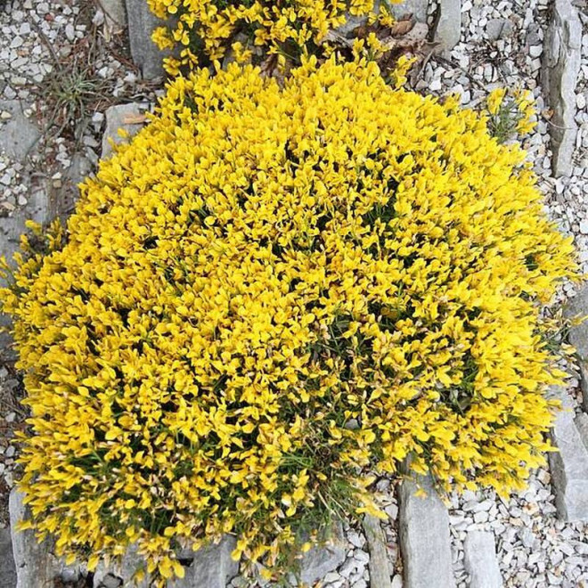 Genista lydia Janowiec lidyjski