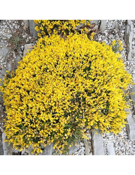 Genista lydia Janowiec lidyjski