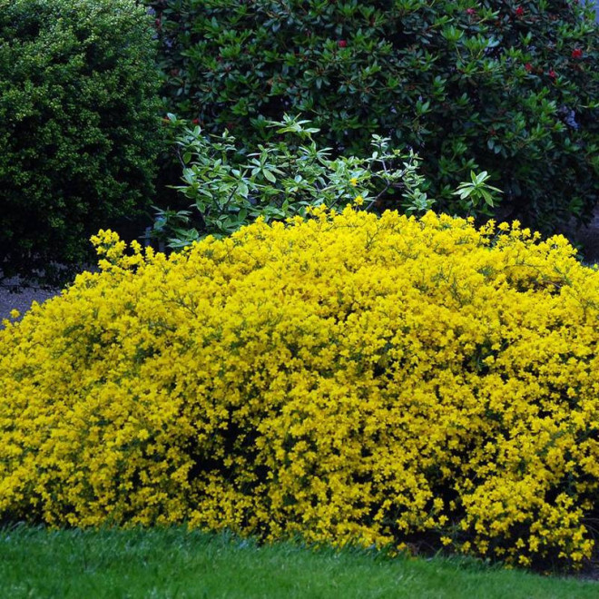 lidyjski Janowiec lydia Genista