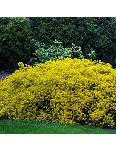 lidyjski Janowiec lydia Genista