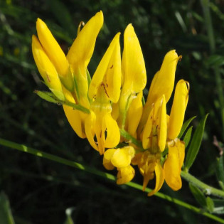 Janowiec barwierski Minor Genista tinctoria