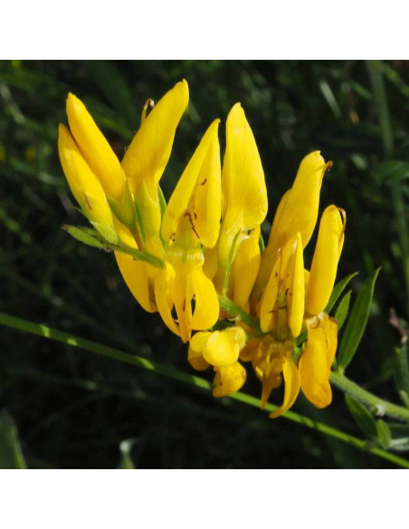 Janowiec barwierski Minor Genista tinctoria