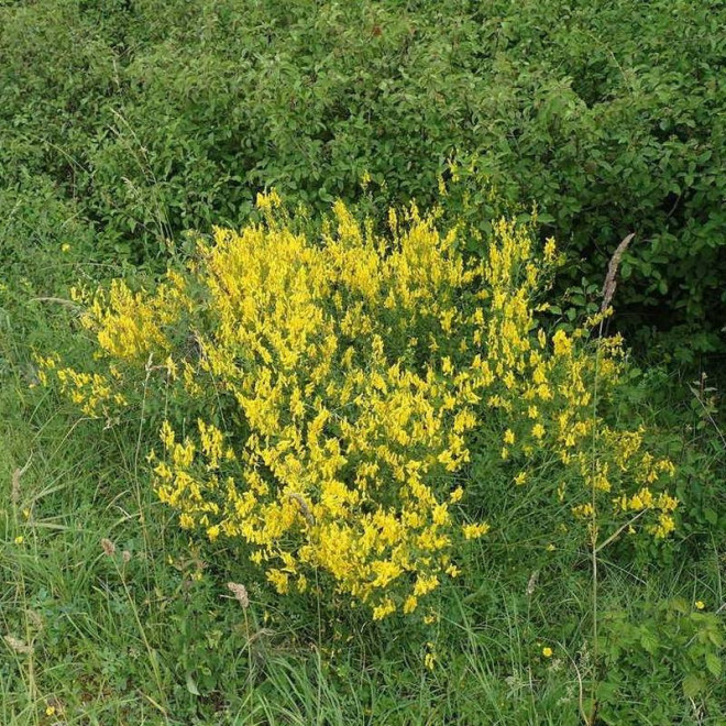 Minor Genista tinctoria Janowiec barwierski