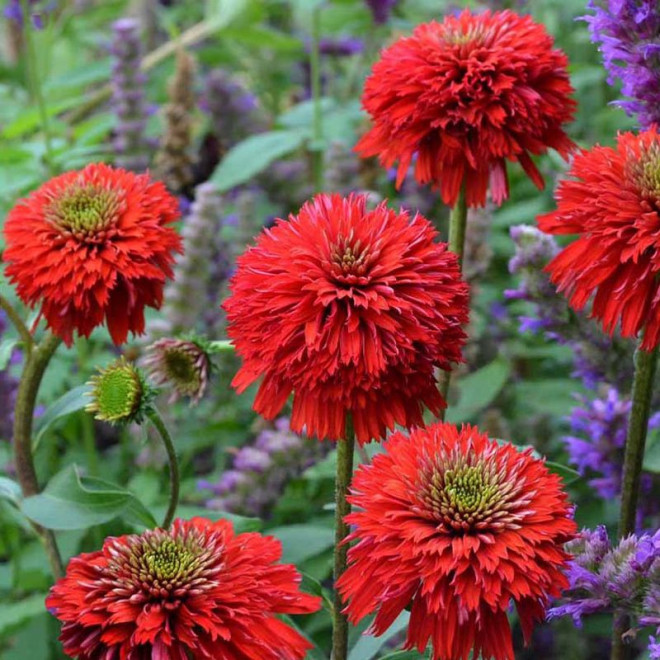 Echinacea purpurea Jeżówka purpurowa Hot Papaya