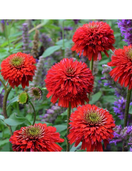 Echinacea purpurea Jeżówka purpurowa Hot Papaya