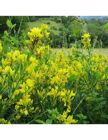 Janowiec barwierski Genista tinctoria Minor