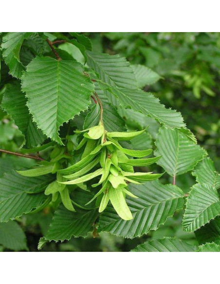 grab pospolity LANCELOT Carpinus betulus