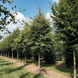 grab pospolity LANCELOT Carpinus betulus 2