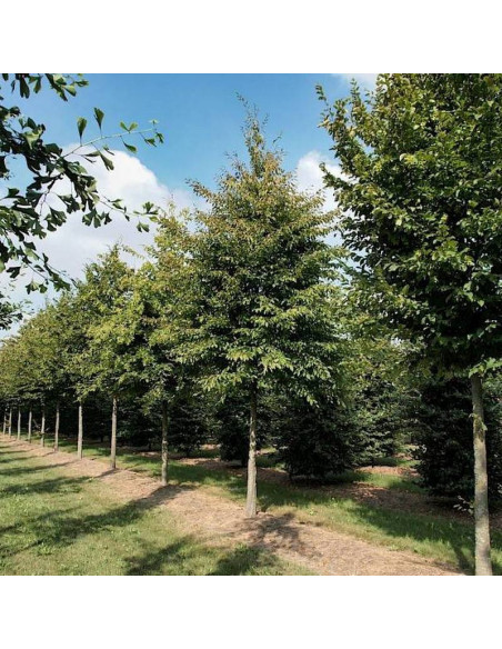 LANCELOT Carpinus betulus grab pospolity