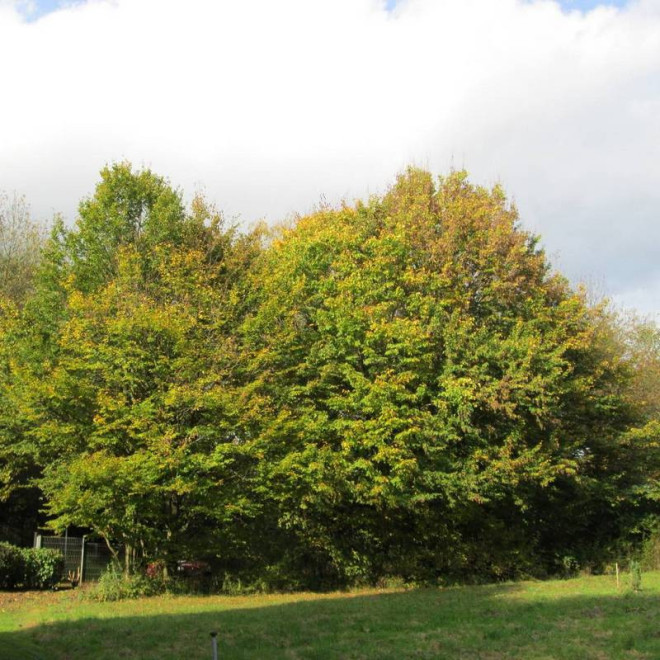 grab pospolity Carpinus betulus LANCELOT