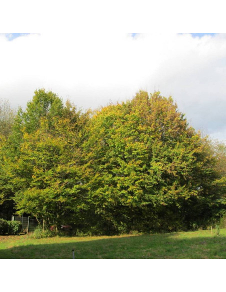 grab pospolity Carpinus betulus LANCELOT