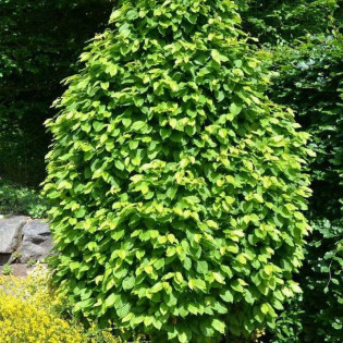 Grab pospolity Monument Carpinus betulus 2