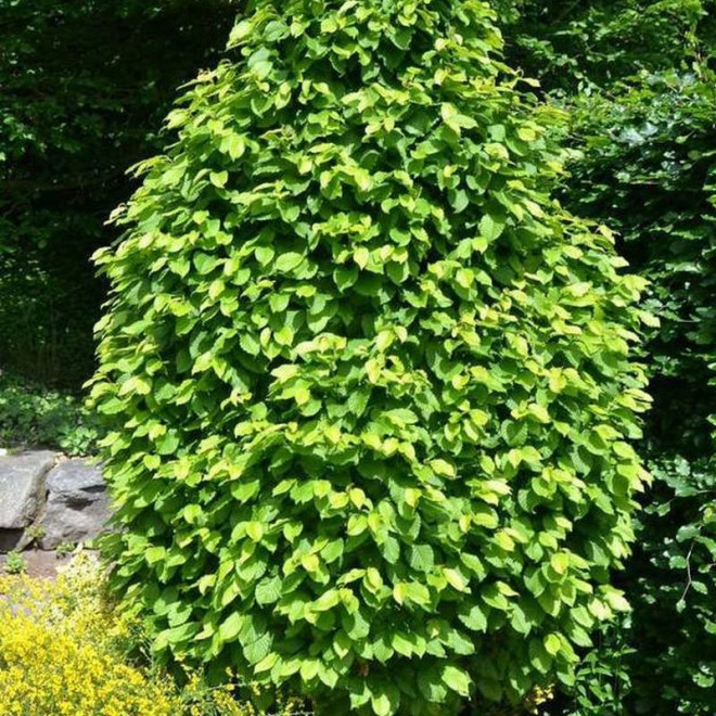 Monument Carpinus betulus Grab pospolity