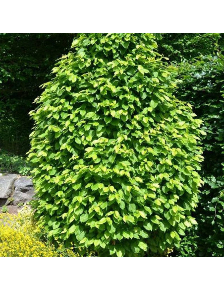 Monument Carpinus betulus Grab pospolity