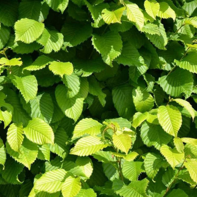 Grab pospolity Carpinus betulus Monument