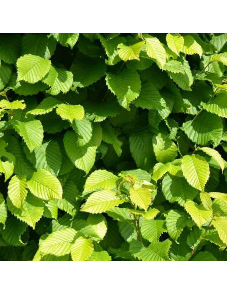 Grab pospolity Carpinus betulus Monument