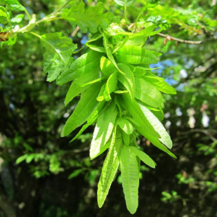 Quercifolia Carpinus betulus Grab pospolity