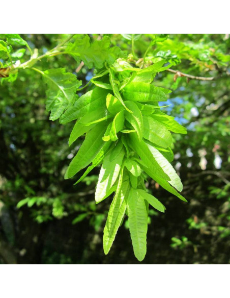 Quercifolia Carpinus betulus Grab pospolity