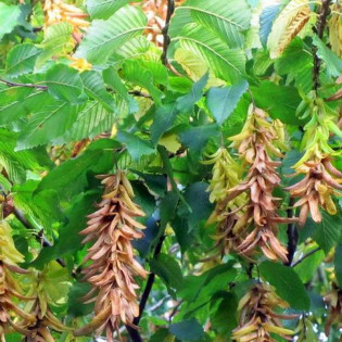 Quercifolia Carpinus betulus Grab pospolity 2