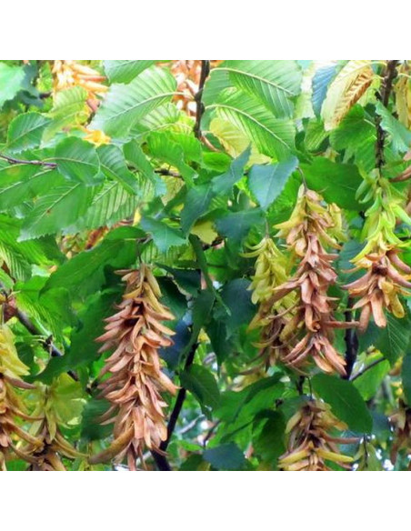 Grab pospolity Quercifolia Carpinus betulus