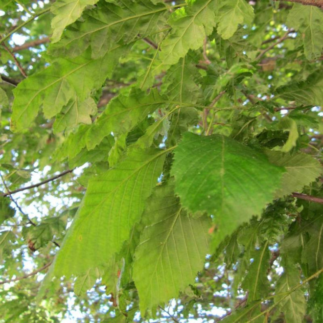Grab pospolity Carpinus betulus Quercifolia